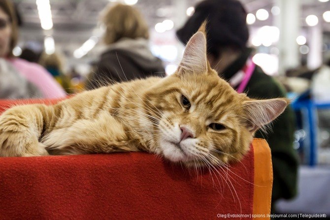 Международная выставка кошек