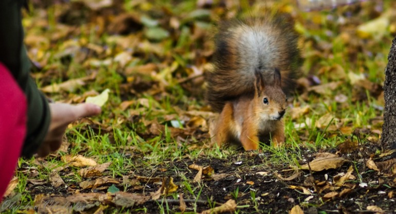 Где можно покормить белок с рук