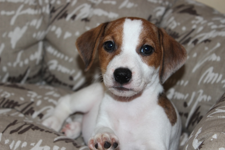 Наша радость-Ника