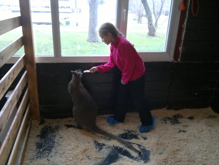 Контактный зоопарк и тропические бабочки на ВВЦ