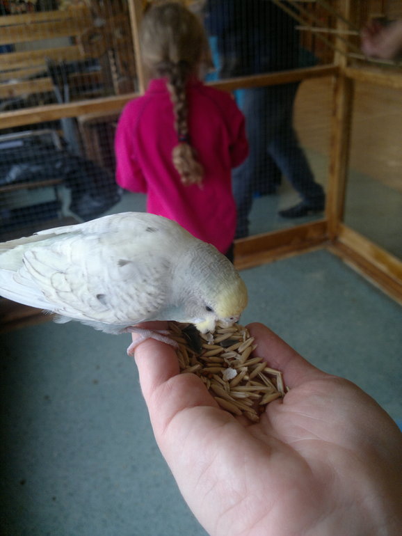 Контактный зоопарк и тропические бабочки на ВВЦ