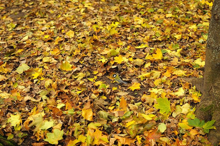 Осень в парке