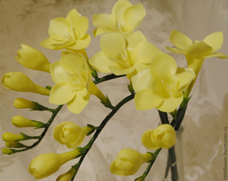 Три веточки фрезии