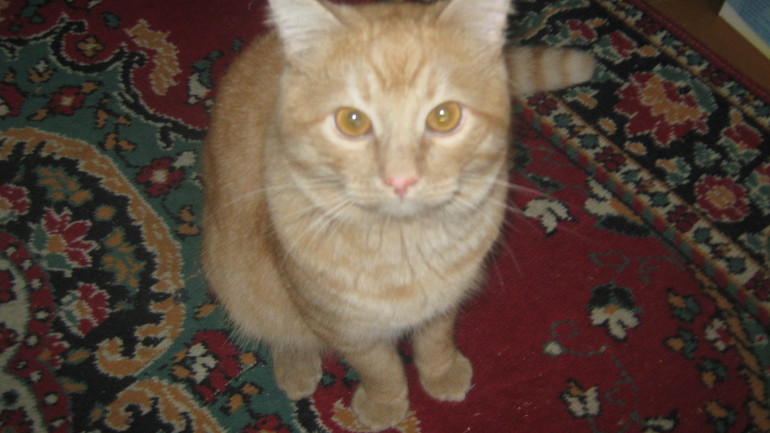 Кошки-мышки