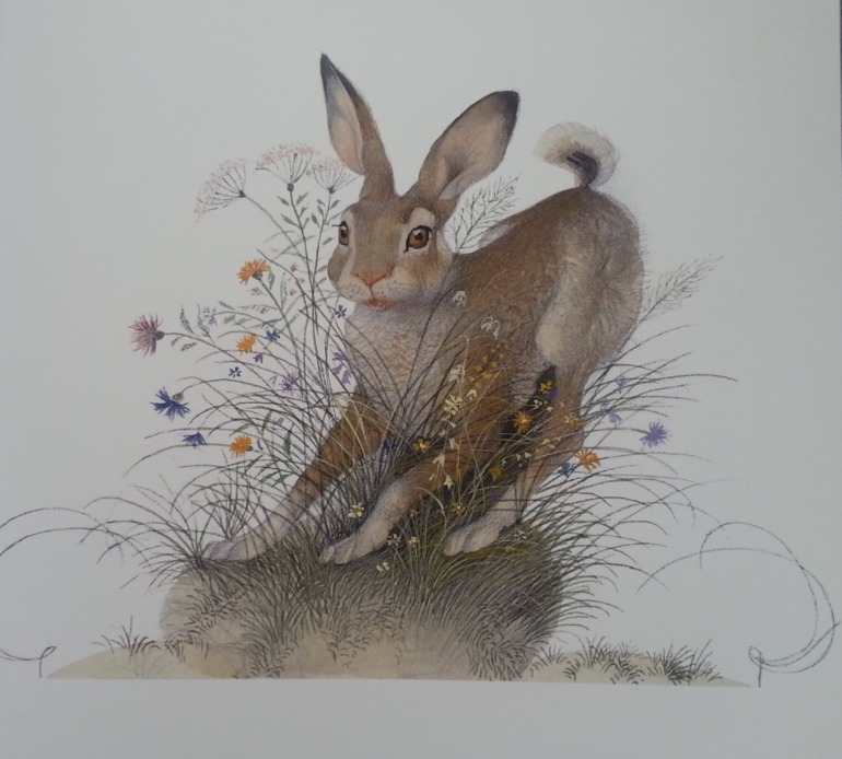 Про кроликов и зайцев.