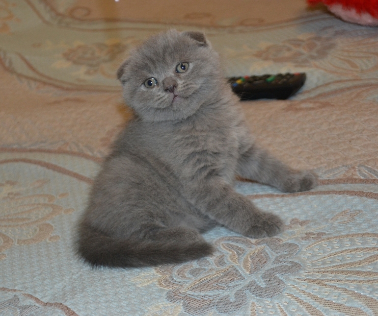 Как  обещала,рассказываю и показываю пупсов)))