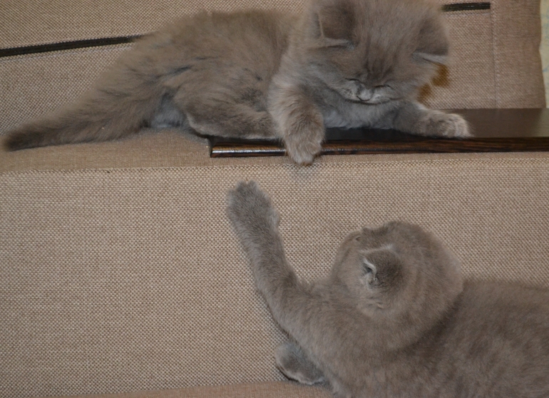 Как  обещала,рассказываю и показываю пупсов)))