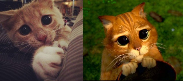 Найден кот из Шрека :-)