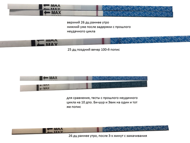 Тест на беременность на 26 день цикла