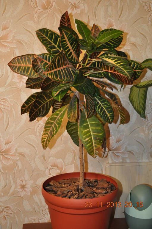 Новенькая в ваших рядах ))) Хвалюсь и жалуюсь