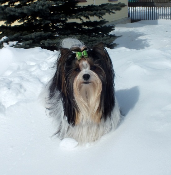 Моей Шерри сегодня пол года!