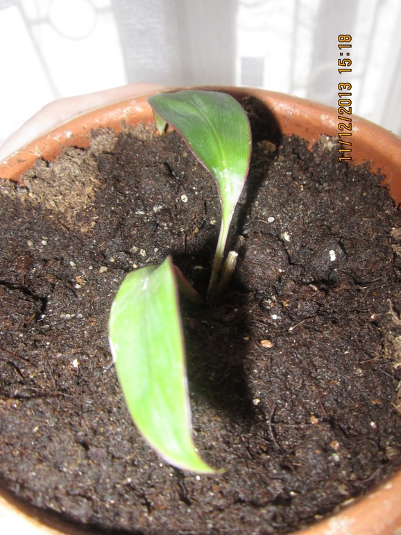 Еще один на распознание.