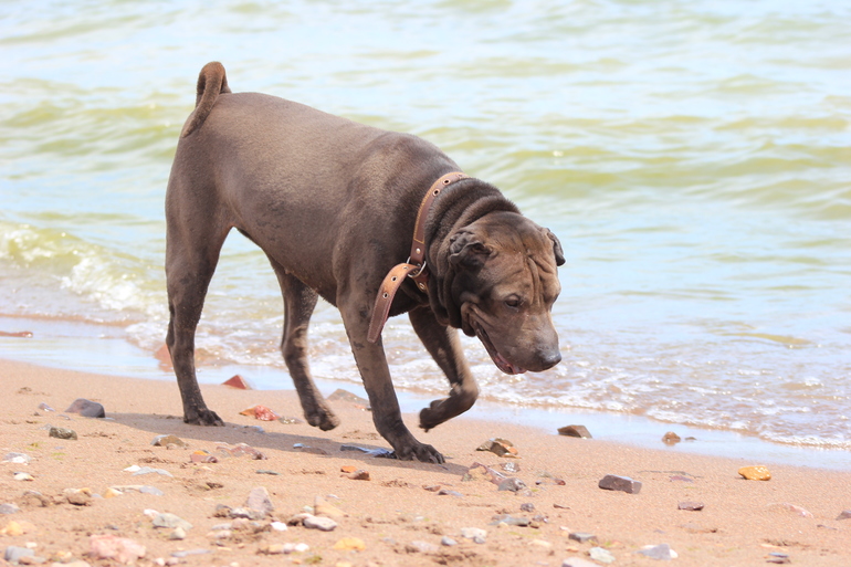 Расскажу и я немного о своих питомцах