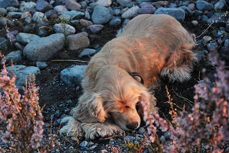 Расскажу и я немного о своих питомцах