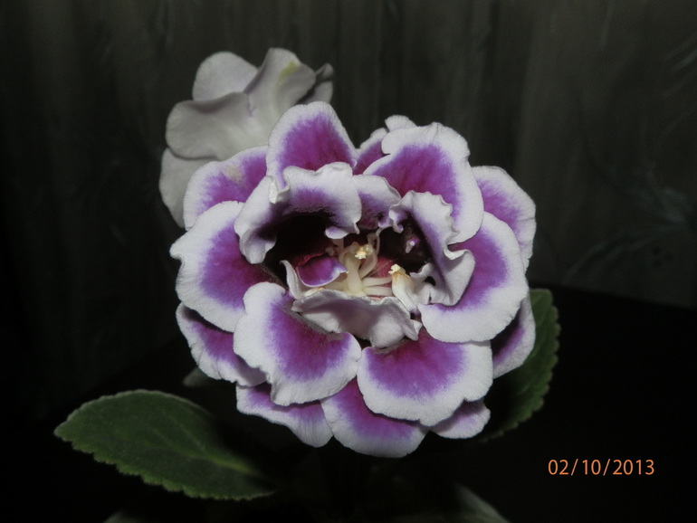 Зацвели глоксинии