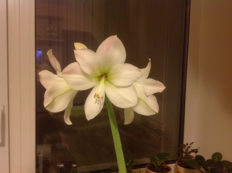 Красивый и нежный!