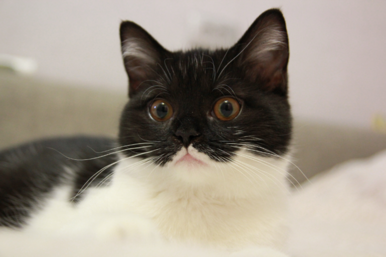 вот какие мы стали! и пару вопросов к кошатникам!!?