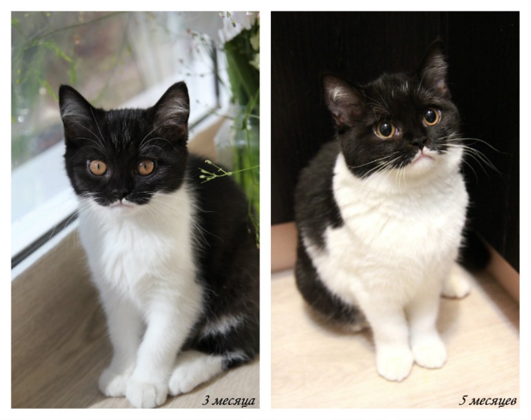 вот какие мы стали! и пару вопросов к кошатникам!!?