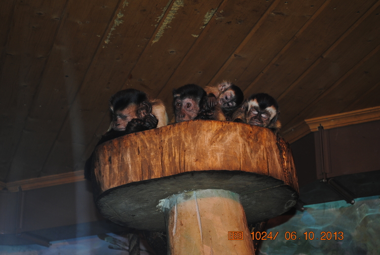 Закрытие летне-паркового сезона)