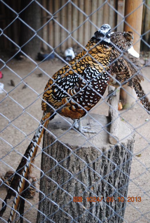 Закрытие летне-паркового сезона)