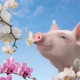 Capocollo