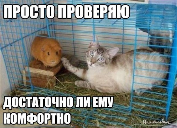 Минутка улыбки)))5 шт.