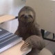 Animals are People 