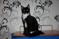 Котята Мейн кун из питомника Blackpearlcoon