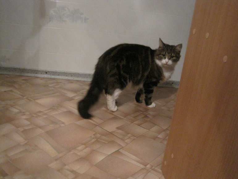 Обед с синичками