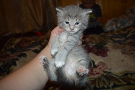 Ищут дом два котенка