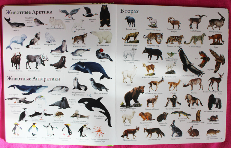 1000 животных мира