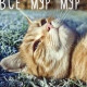 Мира
