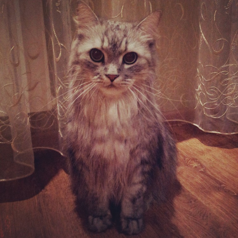 Мой котик