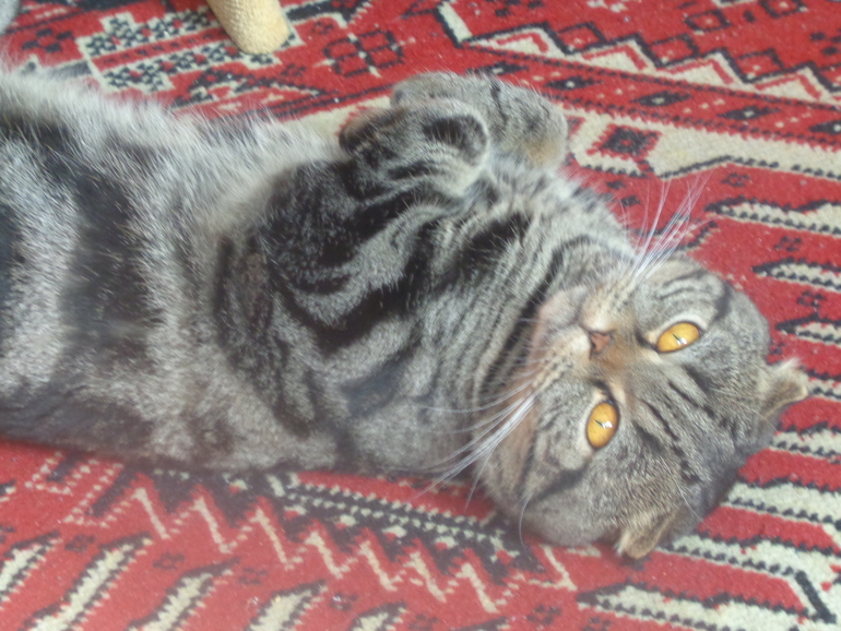 My CAT:)