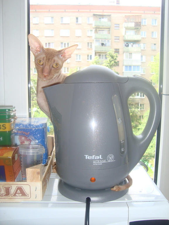 Мои чужие кошки