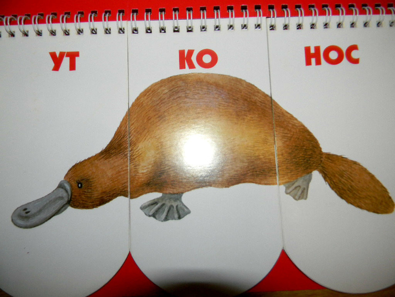 жин
