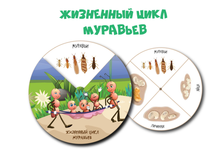 жизненный цикл муравьев для детей игра скачать