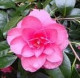 Camellia