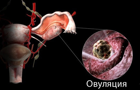 Фолликулометрия №3! Неужели это случится?! )))))))))
