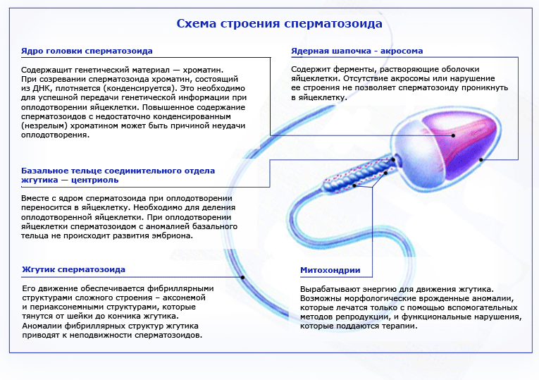 Сперма в попе у мужчин фото