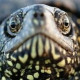Vishnya