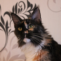 Котята Мейн кун из питомника Blackpearlcoon