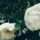 Galya