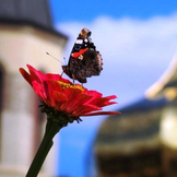 Мамачетверых