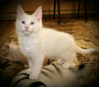 Белоснежные котята мейн-кун