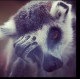 Lemur