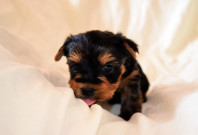 Щенки йоркширского терьера