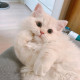 Катя