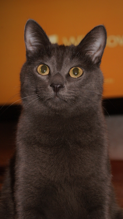 наш котик