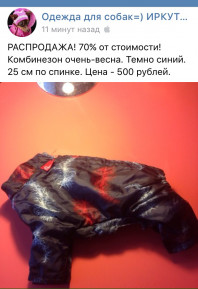 одежда для той-терьера